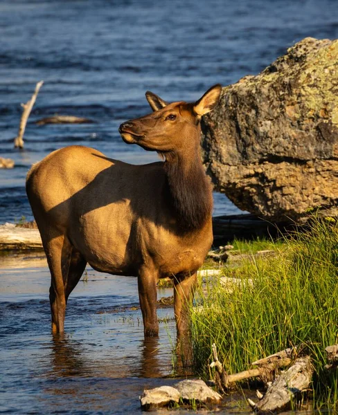 Cow Elk Standing Madison River Yellowstone National Park Sunny Day — Stock Photo, Image