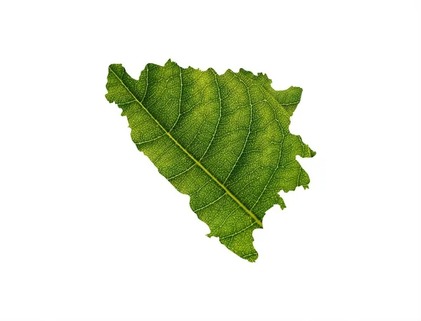 Mapa Bośni Hercegowiny Zielonych Liści Białym Tle Koncepcja Ekologii — Zdjęcie stockowe