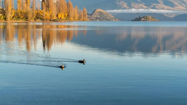 Malebný Pohled Dvě Kachny Plavající Hladině Jezera Nalezeného Divočině — Stock fotografie