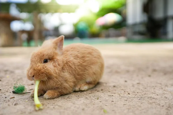 Знімок Новозеландського Кролика Щось — стокове фото