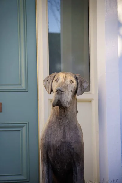 独树一帜的座无虚席的伟大的神像在房子的入口处 有选择地专注于狗的鼻子 现实的真人宠物的形象 垂直照片 — 图库照片