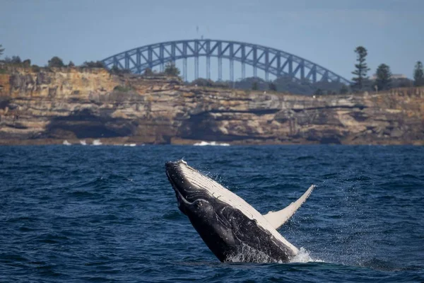 오스트레일리아 시드니 브리지를 배경으로 사우스 헤드를 파헤치고 혹등고래 오스트레일리아 시드니 — 스톡 사진