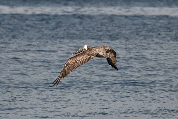 Ytlig Fokusbild Peruansk Pelikan Som Flyger Över Havet — Stockfoto