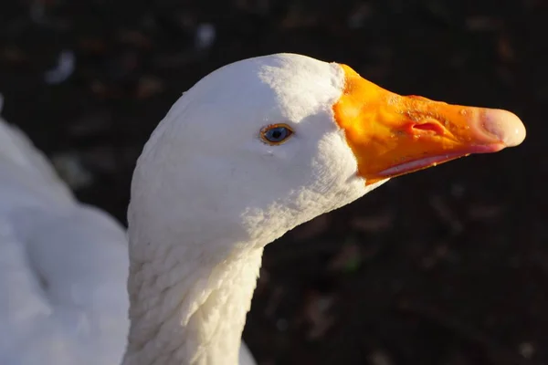 Eine Nahaufnahme Einer Sonnenbeschienenen Weißen Amerikanischen Pekin Ente Unscharfer Hintergrund — Stockfoto