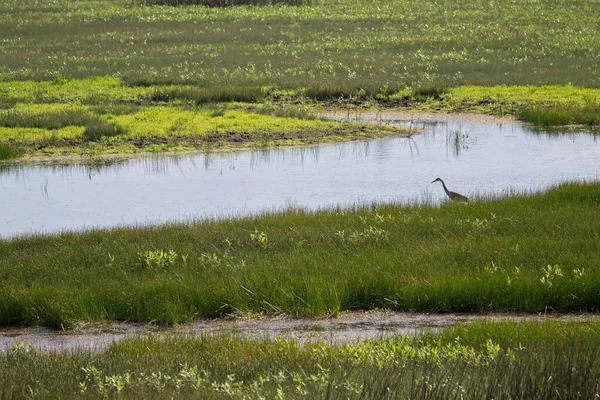 Ein Reiher Auf Der Jagd Feuchtgebieten See Und Gras — Stockfoto