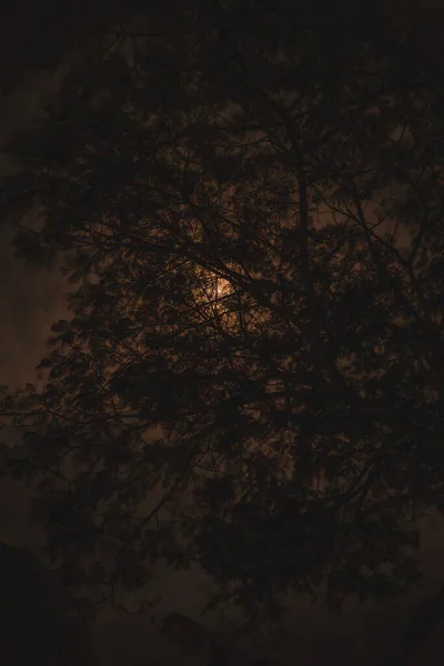 Pionowe Ujęcie Księżyca Gałęziami Drzew Nocy — Zdjęcie stockowe