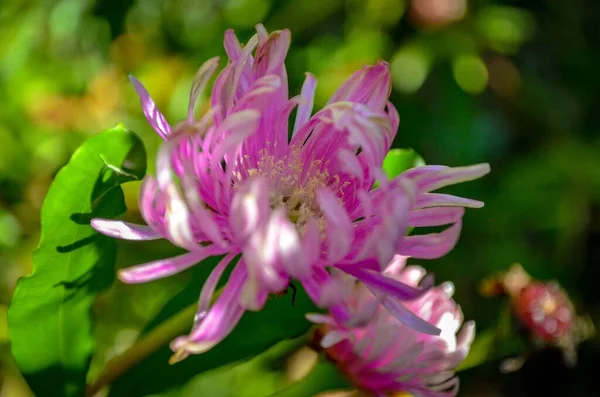 Eine Nahaufnahme Einer Blühenden Leuchtend Rosa Hinter Einer Eispflanze Stehenden — Stockfoto