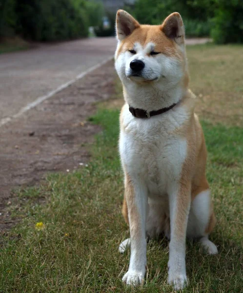 Японская Собака Акита Ину Стоящая Траве Парке Солнечный День — стоковое фото