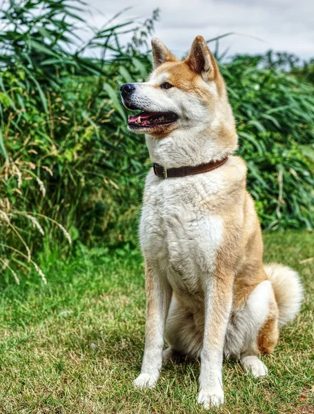 Ένα Γιαπωνέζικο Σκυλί Akita Inu Στέκεται Στο Γρασίδι Στο Πάρκο — Φωτογραφία Αρχείου