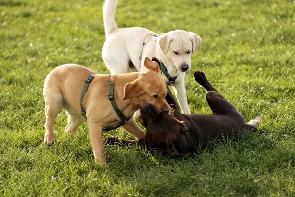 草の上で遊んでいる3匹のかわいいラブラドール犬 — ストック写真