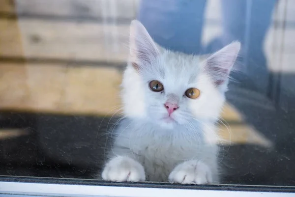 Detailní Záběr Roztomilého Bílého Koťátka Oknem — Stock fotografie