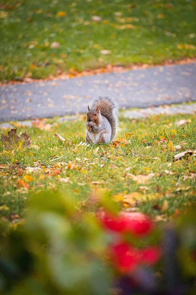 在一个阳光明媚的秋日 公园里一只可爱的松鼠在朦胧的背景下垂直拍 — 图库照片