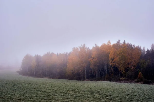 Туманное Утро Сельской Местности Тотен Норвегия — стоковое фото