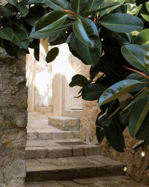 Живописный Вид Каменную Лестницу Растениями Старом Городе Корчула Хорватия — стоковое фото