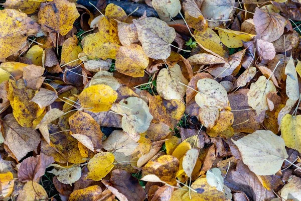 Uma Vista Superior Folhas Coloridas Chão Outono Queda — Fotografia de Stock