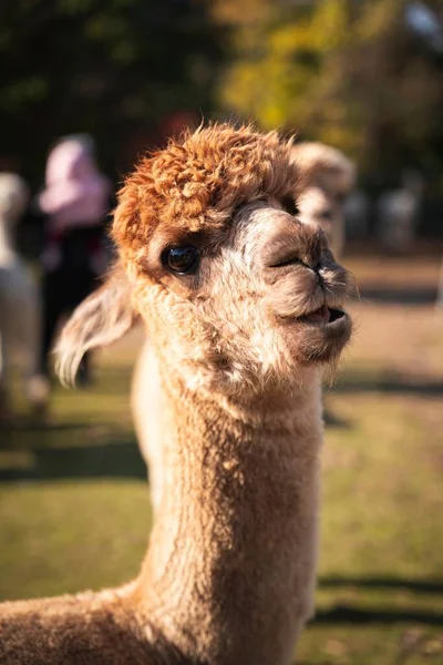 Closeup Shot Cute Brown Alpaca Vicugna Pacos Farm Sunny Blurred — Stock Photo, Image