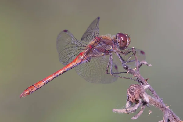 蜻蜓站在背景模糊的花朵上的一个有选择的焦点 — 图库照片