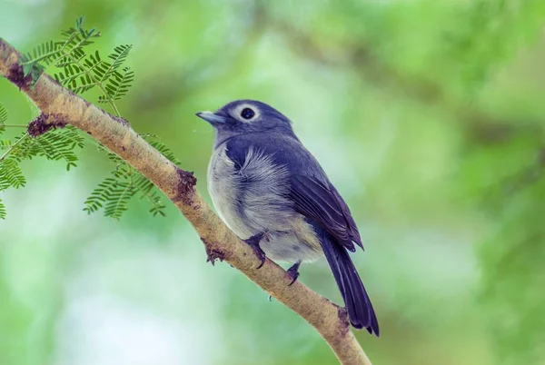 Detailní Záběr Bílého Očního Ptáka Stojícího Větvi Stromu Břehu Jezera — Stock fotografie
