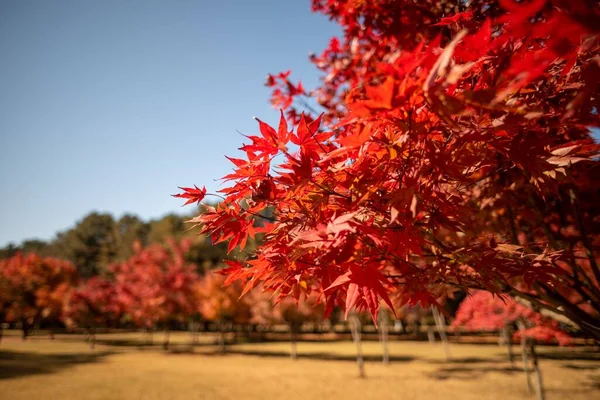 秋天长满红叶的树的图像 — 图库照片