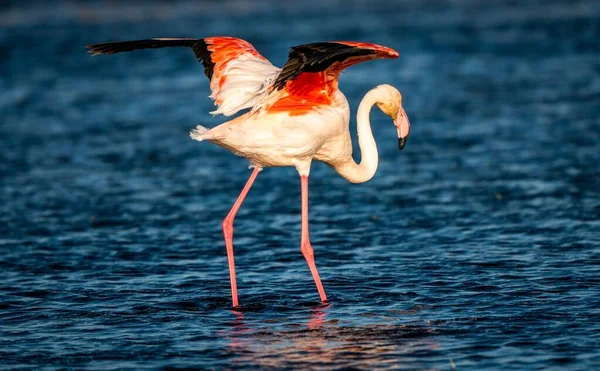 Прекрасный Фламинго Phoenicopterus Расправленными Крыльями Стоящими Водах Синего Моря — стоковое фото