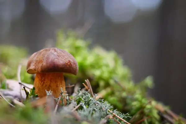Cogumelo Polonês Imleria Badia Uma Floresta — Fotografia de Stock