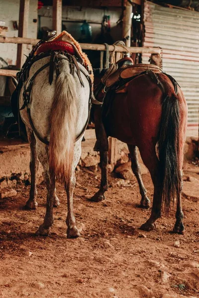 Svislý Výstřel Dvou Koní Sedly Stáji — Stock fotografie