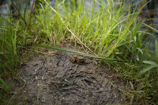 背景には緑の芝生に囲まれた泥だらけの地面に小さなカエルが休んでいる — ストック写真