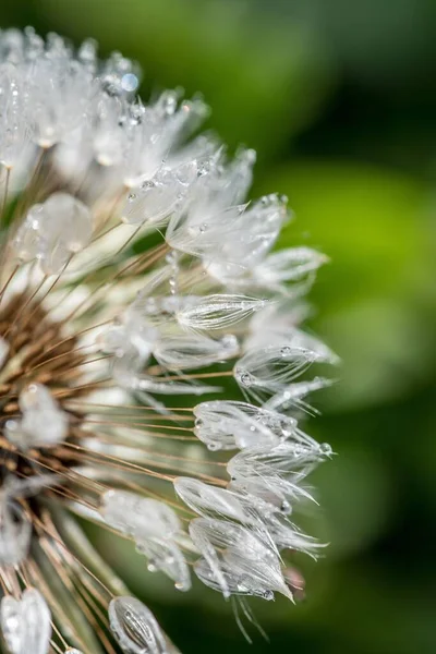 Vertical Macro Shot Wet Dandelions Petals Blur — Stock Photo, Image
