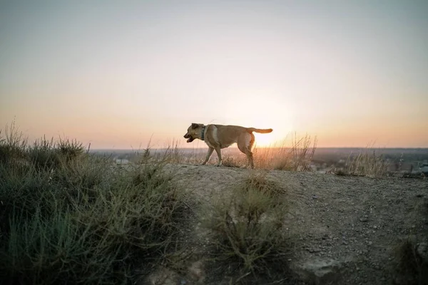 stock image A scenic shot of a Labrador Retriever walking on a beach before the golden sunset