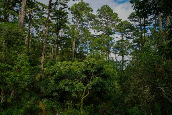 Boqueron火山拥有这种类型的森林 — 图库照片