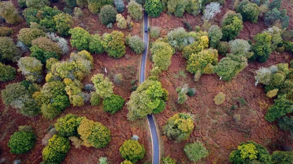 Vogelperspektive Auf Eine Kurvenreiche Straße Umgeben Von Dicken Grünen Bäumen — Stockfoto