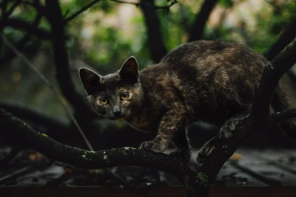 Closeup Cute Cat Walking Forest — Stock Photo, Image