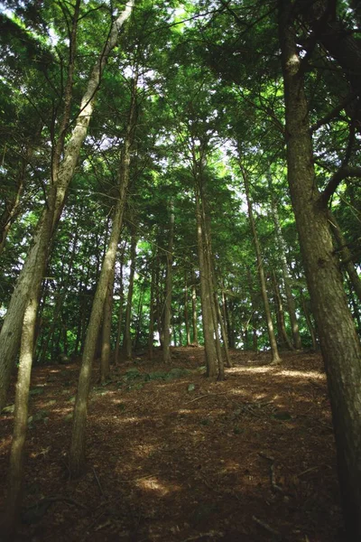 Függőleges Felvétel Nagy Zöld Fákról Sűrű Erdőben Egy Napsütéses Napon — Stock Fotó