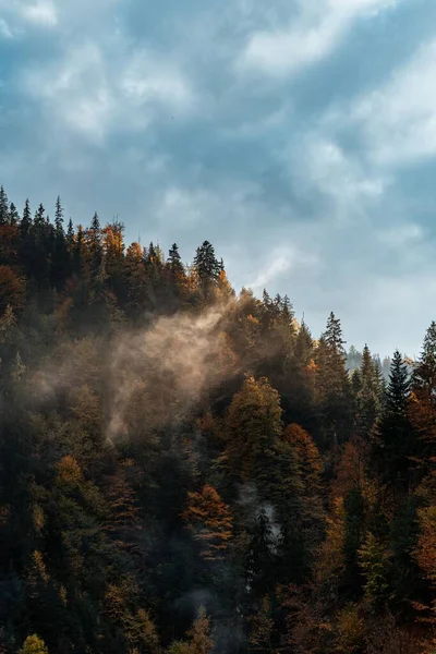 晴れた日に山の上にカラフルな高山の木の垂直ショット — ストック写真