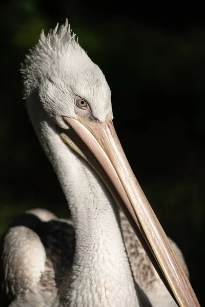 Ein Porträt Des Dalmatinischen Pelikans Auf Schwarzem Hintergrund — Stockfoto