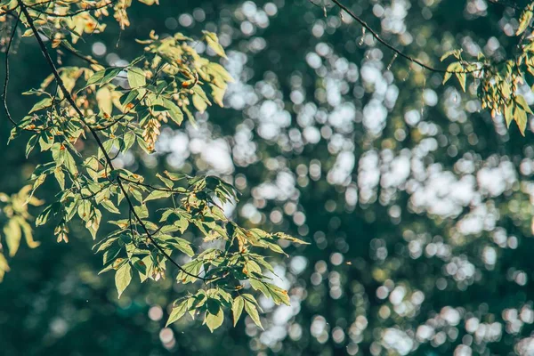 Крупный План Зеленых Листьев Ветвях Деревьев Саду Размытым Фоном — стоковое фото