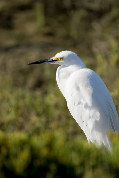 Närbild Vacker Egret — Stockfoto