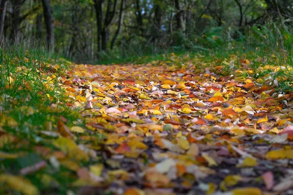 가을에 공원의 땅바닥에 낙엽을 선택적으로 놓아두었다 — 스톡 사진