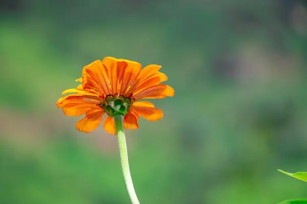Detailní Záběr Oranžové Marigold Květiny Její Stonek Zahradě Slunečného Dne — Stock fotografie