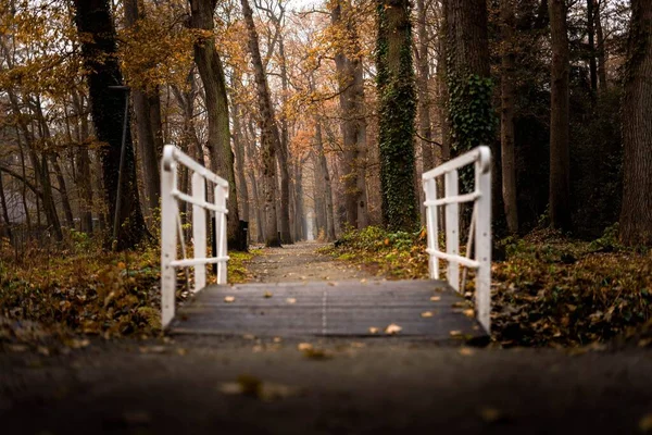 秋の木々に囲まれた白い橋と森の中の落ち葉の風景 — ストック写真