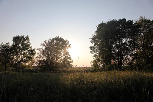 Uma Bela Vista Sol Brilhante Brilhando Atrás Árvores Arbustivas Campo — Fotografia de Stock