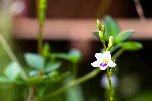 Primo Piano Fiore Orchidea Selvatica Giardino — Foto Stock