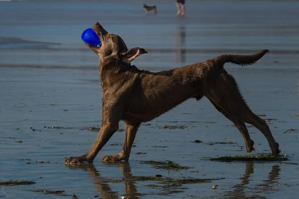 Ein Schöner Blick Auf Einen Schoko Labrador Mit Einer Blauen — Stockfoto