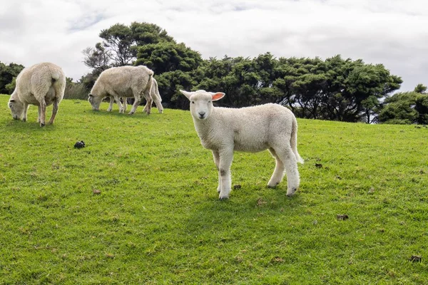 Romney Koyunlarının Yeşil Bir Çayırda Otladıkları Yakın Plan Bulutlu Gökyüzü — Stok fotoğraf