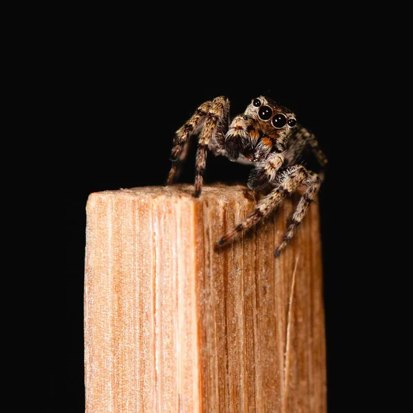 一只可爱的跳着的蜘蛛在筷子上的特写 — 图库照片
