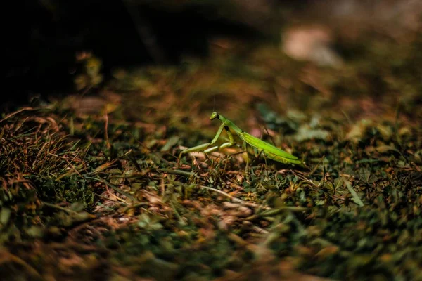 Nahaufnahme Einer Grünen Gottesanbeterin Auf Einem Gras Mit Verschwommenem Hintergrund — Stockfoto