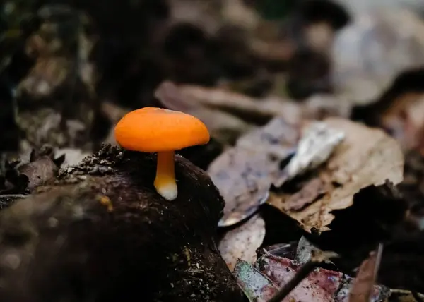 一张明亮的橙色蘑菇的特写照片 它被落叶环绕在森林中 — 图库照片