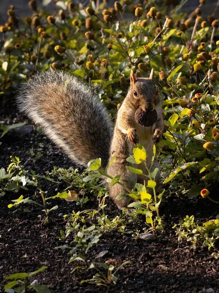 Tiro Vertical Esquilo Comendo Biscoito Natureza — Fotografia de Stock
