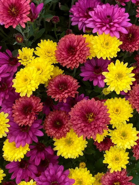 A vertical shot of yellow and reddish-purple chrysanths