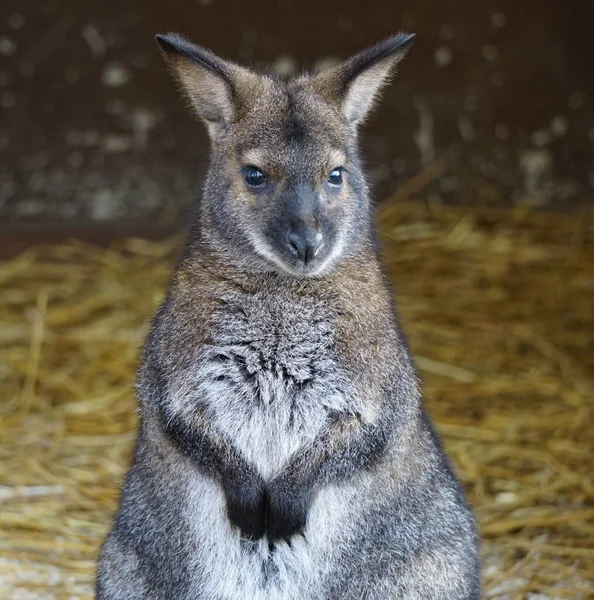Közelkép Egy Vörös Nyakú Wallaby Egy Fafészek Sötét Háttérrel — Stock Fotó